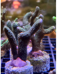 Montipora digitata azul