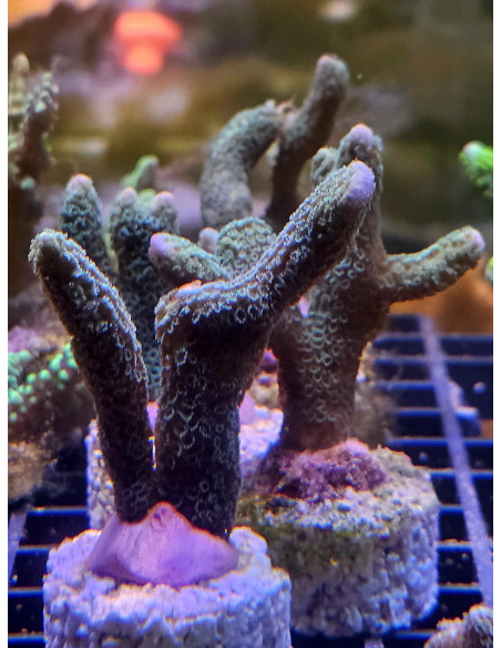 Montipora digitata azul