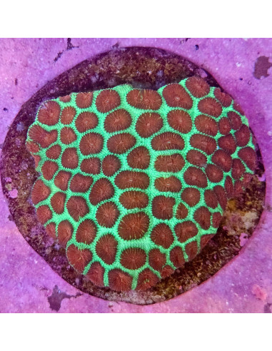 Favia sp CITES:  25PTLX01008I