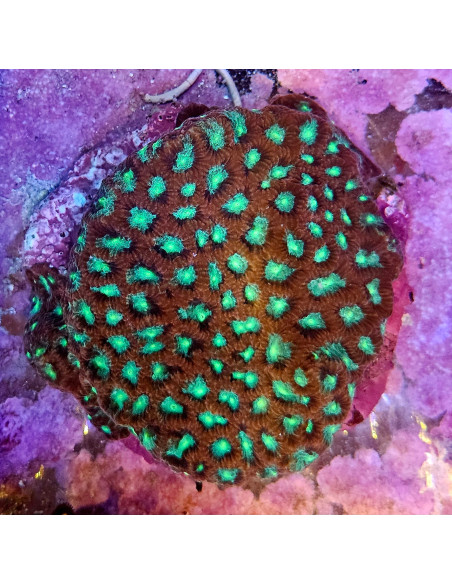Favia sp CITES:  25PTLX01008I