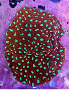 Favia sp CITES:  25PTLX01008I