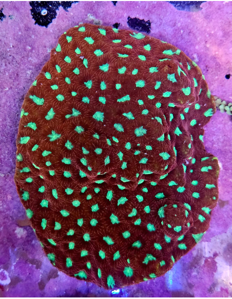 Favia sp CITES:  25PTLX01008I