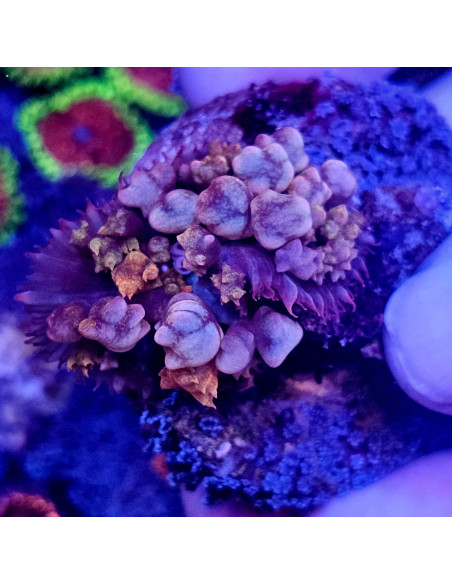 Discosoma Sancthitomae