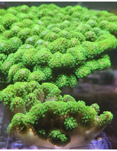 Stylophora green flúor