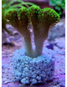 Stylophora green flúor 2