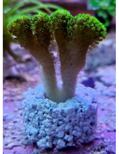 Stylophora green flúor