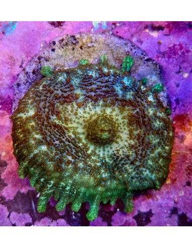 Discosoma neglecta