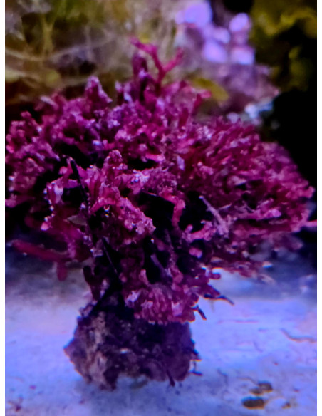 Galaxaura sp.
