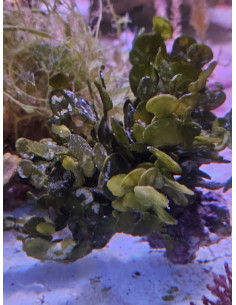 Halimeda sp