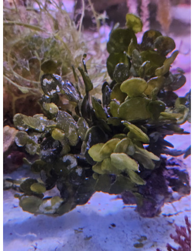Halimeda sp