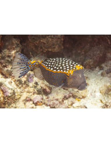 Ostracion meleagris