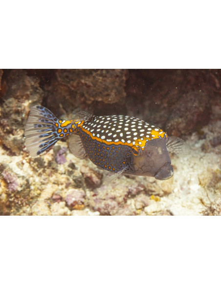 Ostracion meleagris