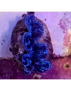 Tridacna maxima ultra Cites:FR26 075 02974-I