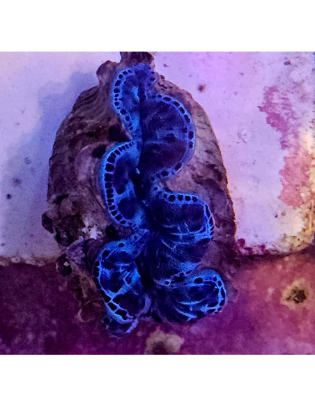 Tridacna maxima ultra Cites:FR26 075 02974-I