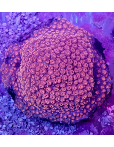 Cyphastrea Bizarro