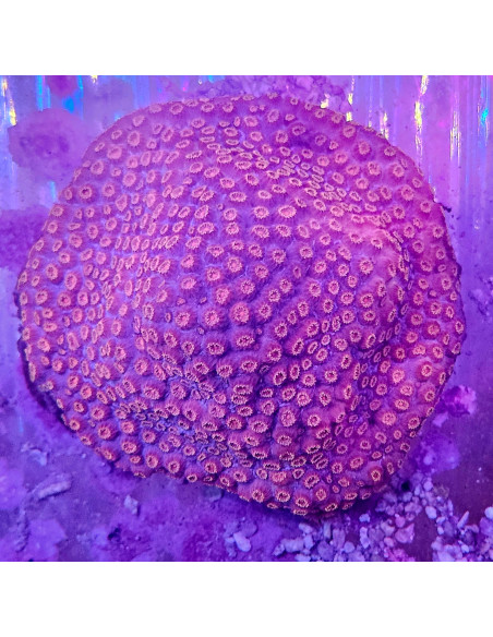 Cyphastrea Purple Rain
