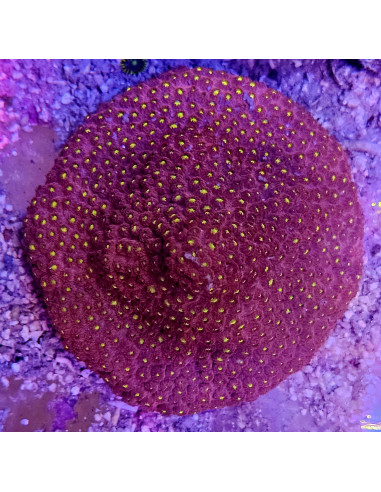 Cyphastrea Bling bling