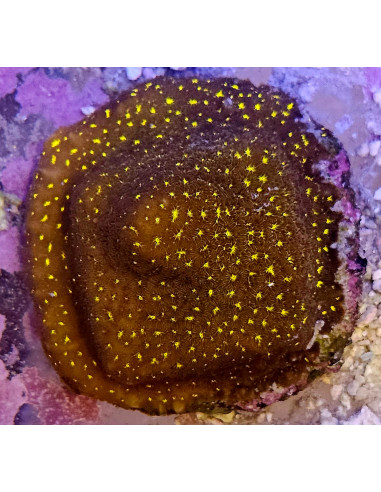 Cyphastrea Marciano