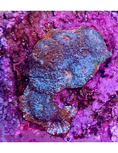 Acanthastrea Bowerbanki