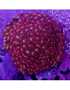 Favia red