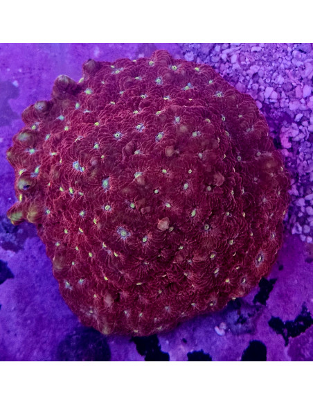 Favia red