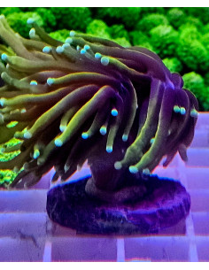 Euphyllia Hellfire torch