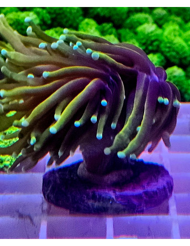 Euphyllia Hellfire torch