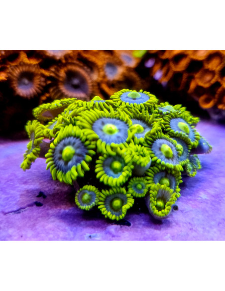 Zoanthus Corona colonia de 25 pólipos