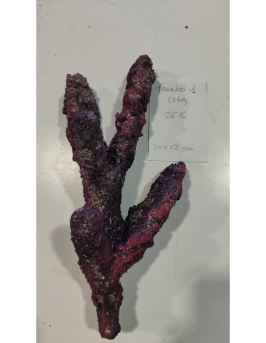 Tronco 1