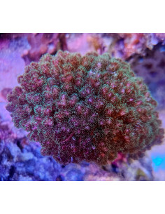 Pocillopora Damicornis