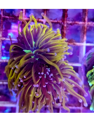 Euphyllia NY Nicks