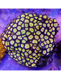 Zoanthus Pink Infusión