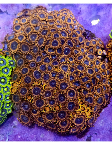 Zoanthus Utter Peace