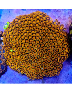 Zoanthus Ban Ban