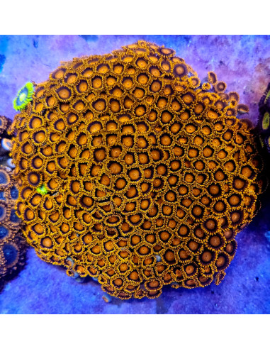 Zoanthus Ban Ban