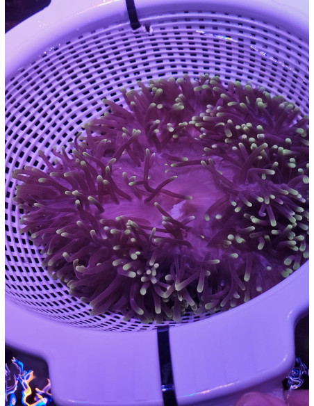 Heteractis magnifica
