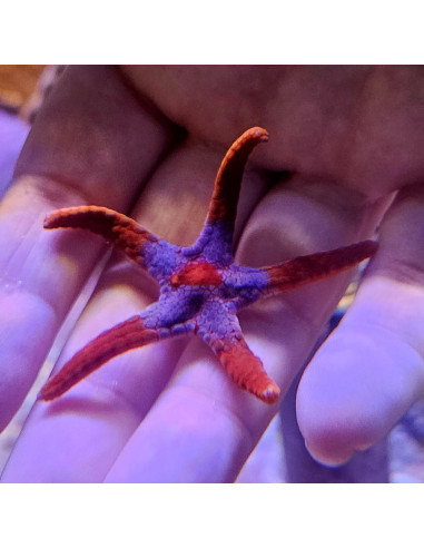 Fromia monilis