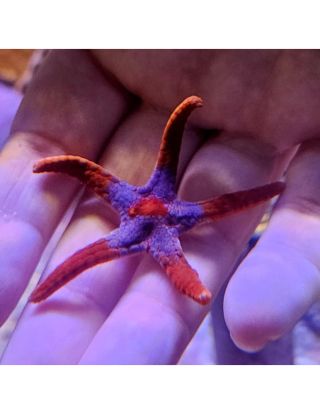 Fromia monilis