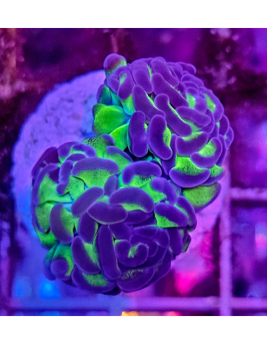 Euphyllia parancora