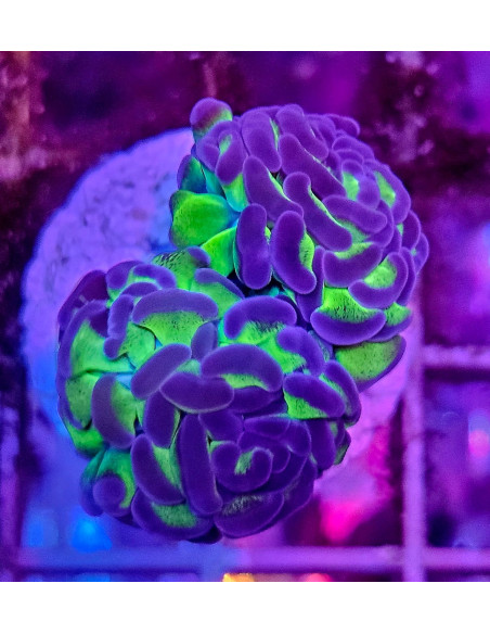 Euphyllia parancora