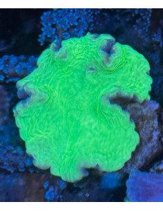 Sinularia dura verde
