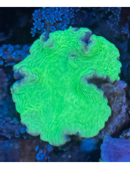 Sinularia dura verde