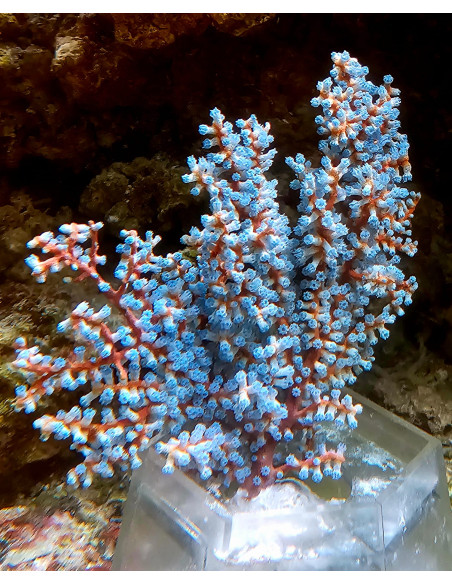 Acalycigorgia sp.