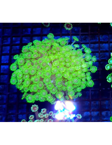 Goniopora green fluor CITES: 26PTLX00640I