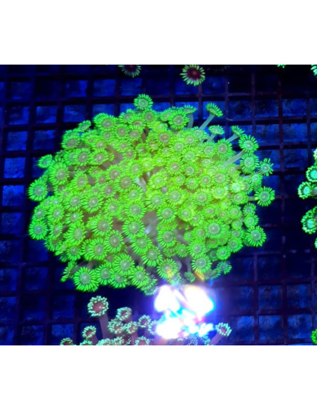 Goniopora green fluor CITES: 26PTLX00640I