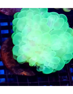 Plerogyra green fluor CITES: 26PTLX00637I