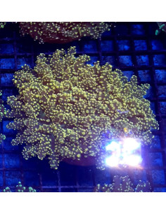 Euphyllia yaeyamaensis yellow tips CITES: 26PTLX00634I