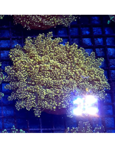 Euphyllia yaeyamaensis yellow tips CITES:...