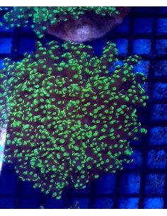 Euphyllia yaeyamaensis green CITES: 26PTLX00634I