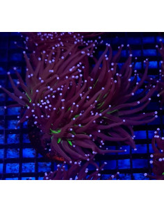 Euphyllia jocker CITES: 26PTLX00619I
